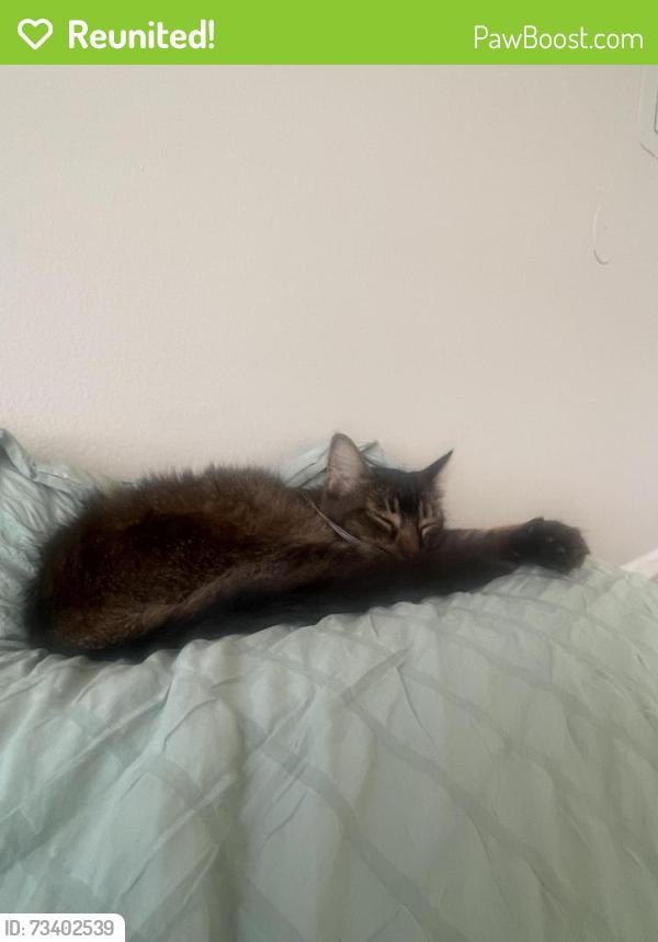Reunited Female Cat last seen Barber Park apmts building 5342, Orlando, FL 32812