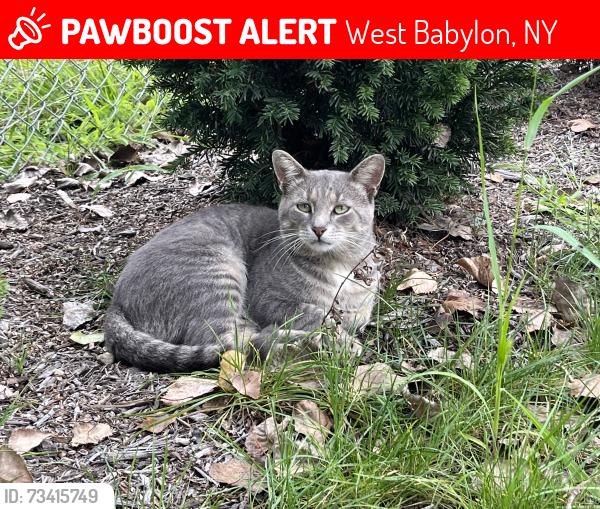 Lost Male Cat last seen West Babylon Animal hosp, West Babylon, NY 11704