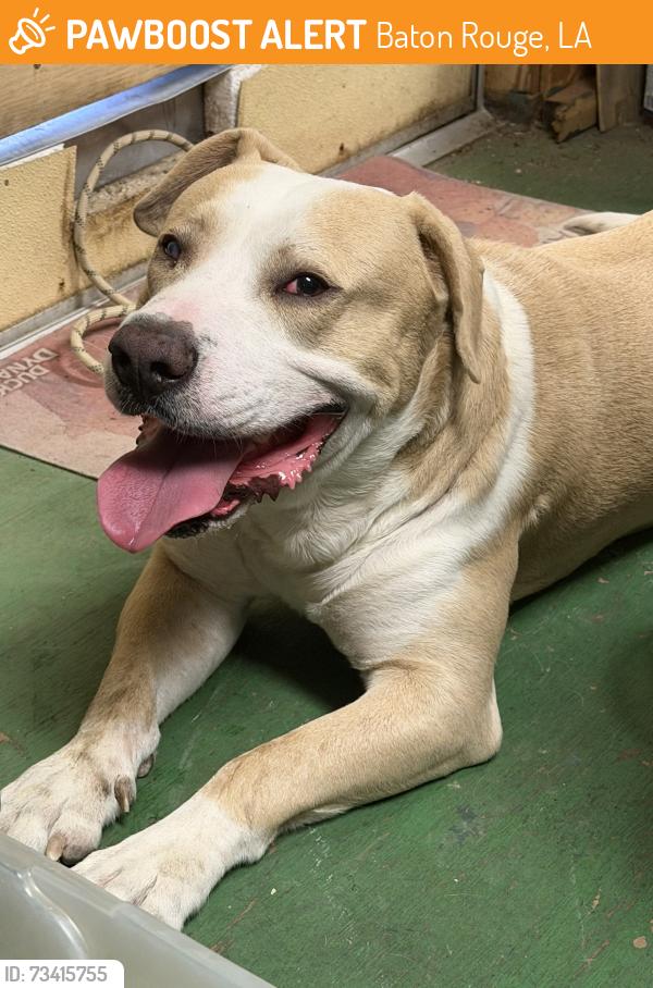 Found/Stray Male Dog last seen Capital Heights and St Tammany St headed north, Baton Rouge, LA 70806