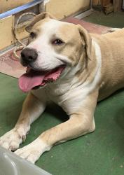 Found/Stray Male Dog last seen Capital Heights and St Tammany St headed north, Baton Rouge, LA 70806