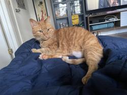 Lost Female Cat last seen Rte 47 intersection, Montague, MA 01351