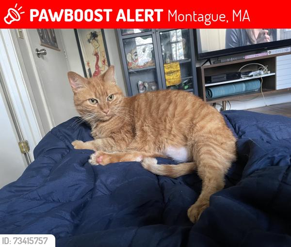 Lost Female Cat last seen Rte 47 intersection, Montague, MA 01351