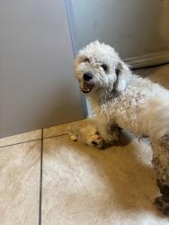 Found/Stray Female Dog last seen Polk and wheatland, Dallas, TX 75232
