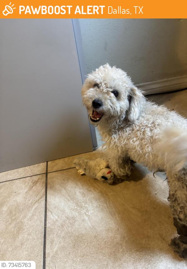 Found/Stray Female Dog last seen Polk and wheatland, Dallas, TX 75232