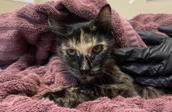 Shelter Stray Female Cat last seen Near Eddie Drive, Vista, CA, 92083, Oceanside, CA 92058, USA