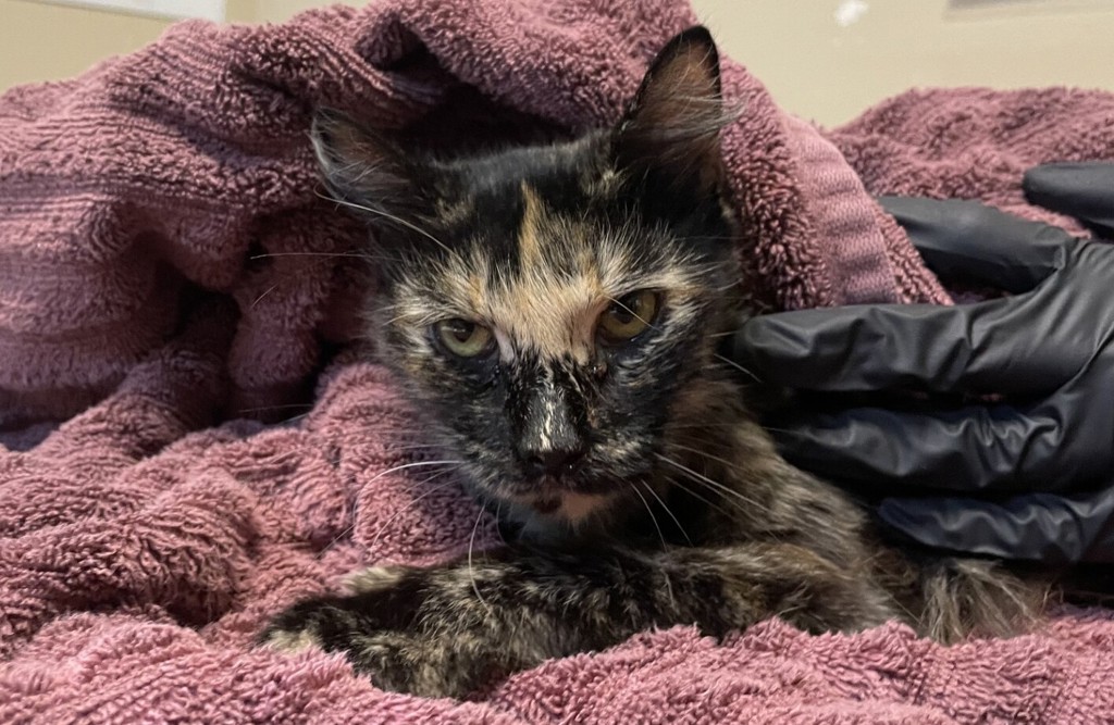 Shelter Stray Female Cat last seen Near Eddie Drive, Vista, CA, 92083, Oceanside, CA 92058, USA