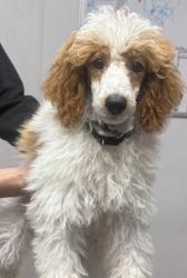 Shelter Stray Male Dog last seen Near E Valley Parkway, Escondido, CA, 92027, Escondido, CA 92027, USA