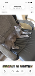 Lost Male Cat last seen Food Lion, China Grove, NC 28023