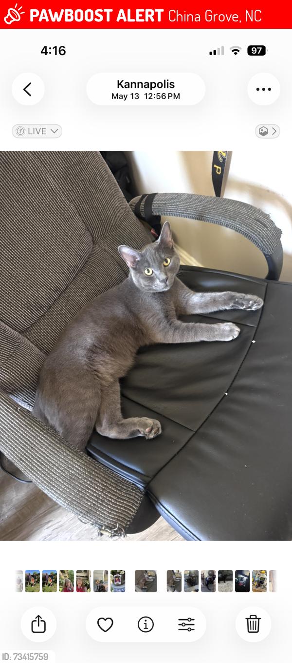 Lost Male Cat last seen Food Lion, China Grove, NC 28023