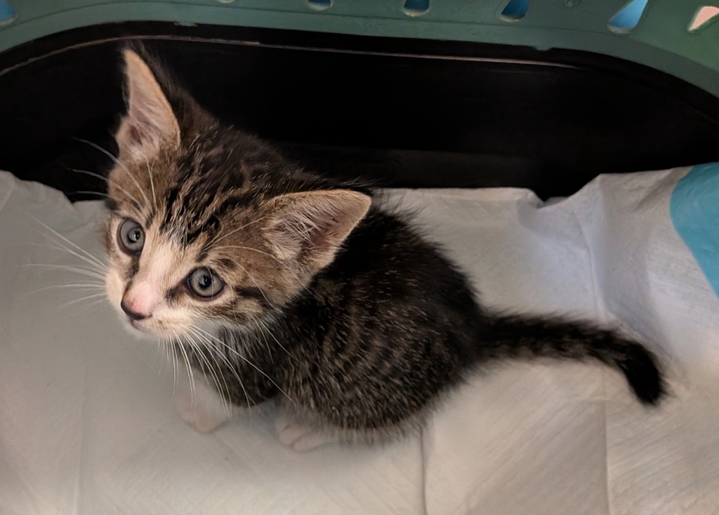 Shelter Stray Male Cat last seen Near L Street, San Diego, CA, 92102, 5500 Gaines St, San Diego, CA 92110, USA