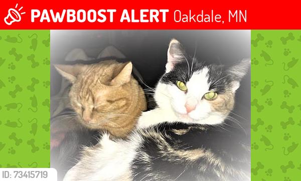 Lost Female Cat last seen Near Pines Mobile Home Park, Grenada & Highway 36, Oakdale, MN 55128