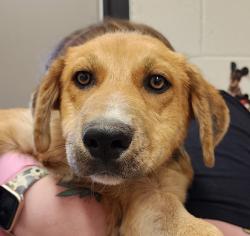 Shelter Stray Male Dog last seen Near Alvarado Road, San Diego, CA, 92120, El Cajon, CA 92020, USA