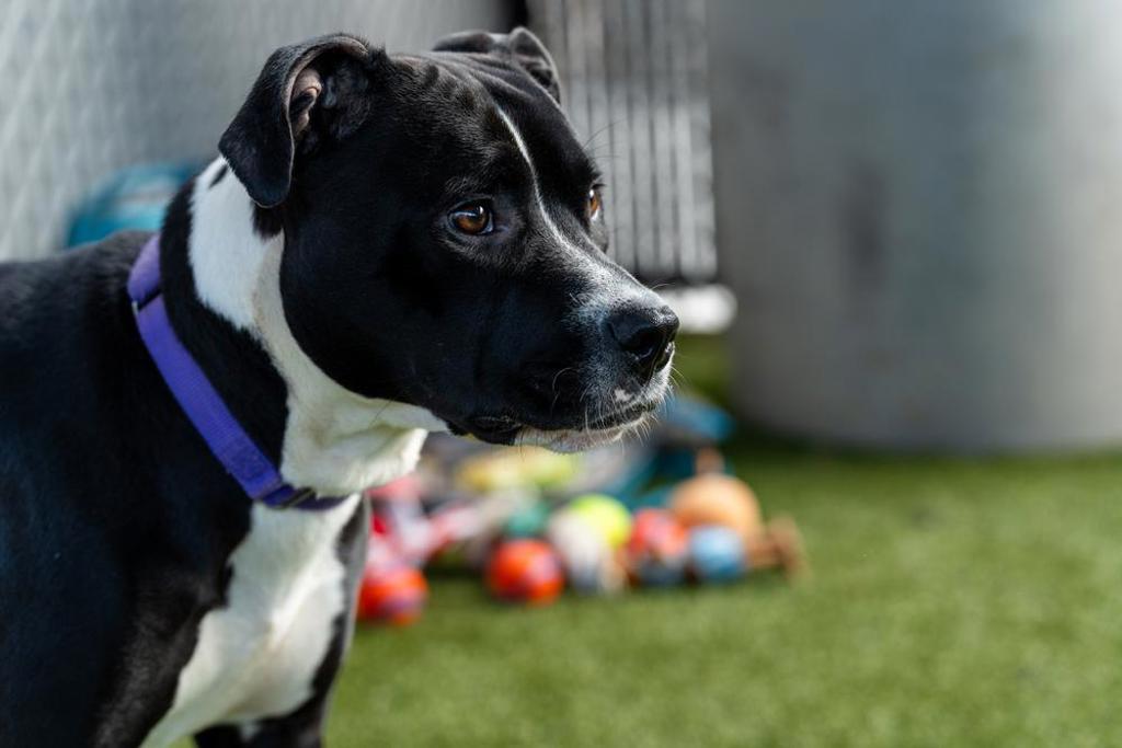 Shelter Stray Female Dog last seen Near Walkarusa, La Mesa, CA, 91942, 5500 Gaines St, San Diego, CA 92110, USA