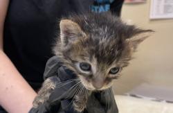 Shelter Stray Male Cat last seen Near Hillside Terrace, Vista, CA, 92084, Oceanside, CA 92058, USA