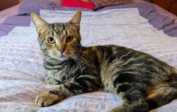 Shelter Stray Male Cat last seen SE 101st/Division, OR, 1700 W Historic Columbia River Hwy, Troutdale, OR 97060, USA