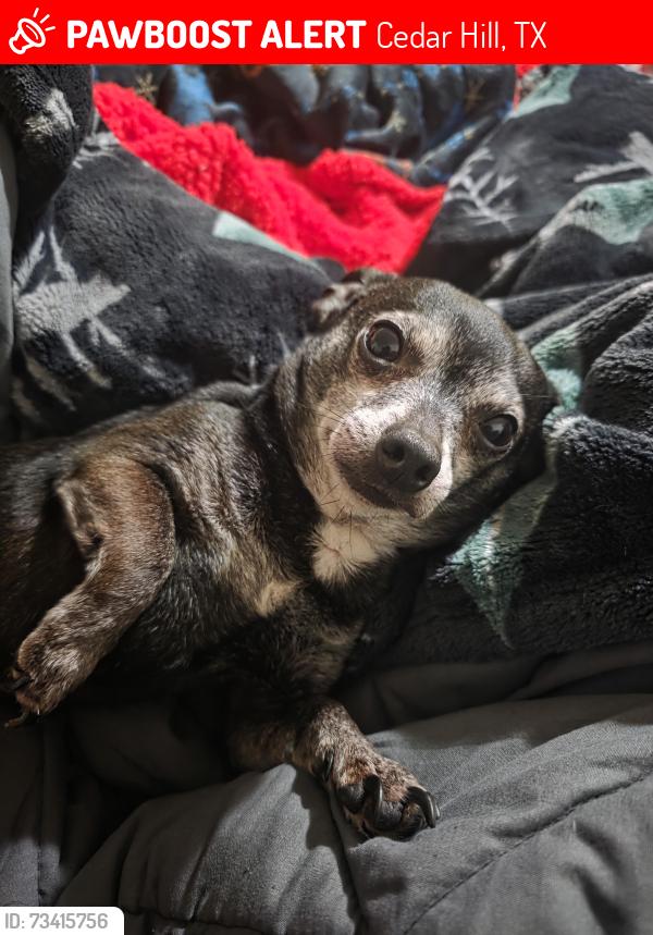 Lost Male Dog last seen Dogwood and twilight, Cedar Hill, TX 75104