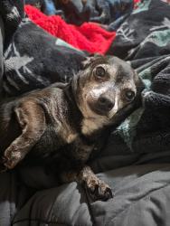 Lost Male Dog last seen Dogwood and twilight, Cedar Hill, TX 75104