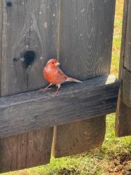 Found/Stray Unknown Bird last seen 15th and Mustang Rd. Timbercreek ests, Oklahoma City, OK 73099