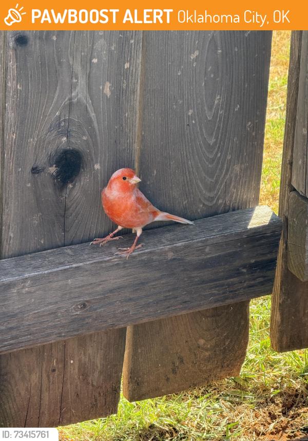 Found/Stray Unknown Bird last seen 15th and Mustang Rd. Timbercreek ests, Oklahoma City, OK 73099