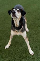 Shelter Stray Female Dog last seen Near Navy Surface, San Diego, CA, 92136, 5500 Gaines St, San Diego, CA 92110, USA