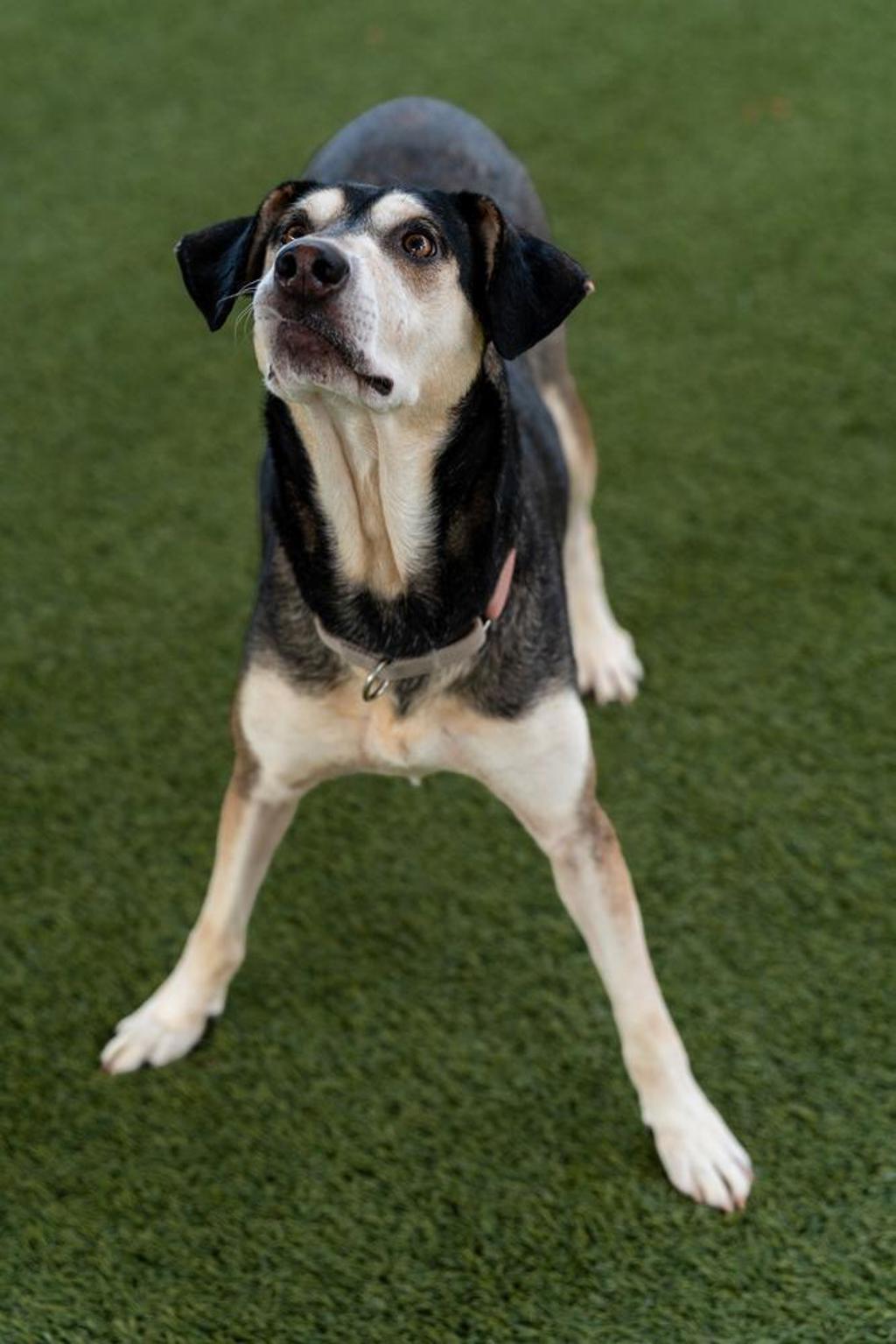 Shelter Stray Female Dog last seen Near Navy Surface, San Diego, CA, 92136, 5500 Gaines St, San Diego, CA 92110, USA