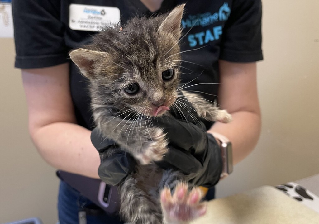 Shelter Stray Female Cat last seen Near Hillside Terrace, Vista, CA, 92084, Oceanside, CA 92058, USA