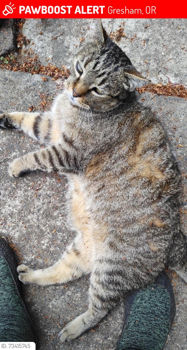 Lost Male Cat last seen SE Cleveland Ave & SE Spruce Ave, Gresham, OR 97080