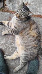 Lost Male Cat last seen SE Cleveland Ave & SE Spruce Ave, Gresham, OR 97080