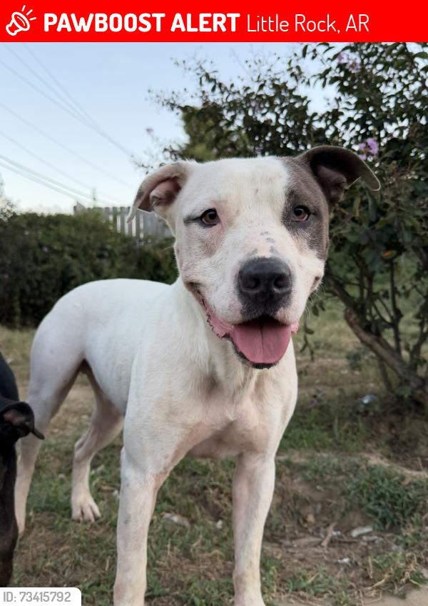 Lost Male Dog last seen Markham and John Barrow, Little Rock, AR 72205