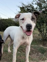 Lost Male Dog last seen Markham and John Barrow, Little Rock, AR 72205