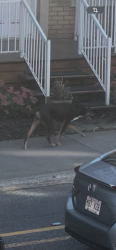 Found/Stray Unknown Dog last seen Rue fullum intersection with Rue Hochelaga, Montréal, QC 