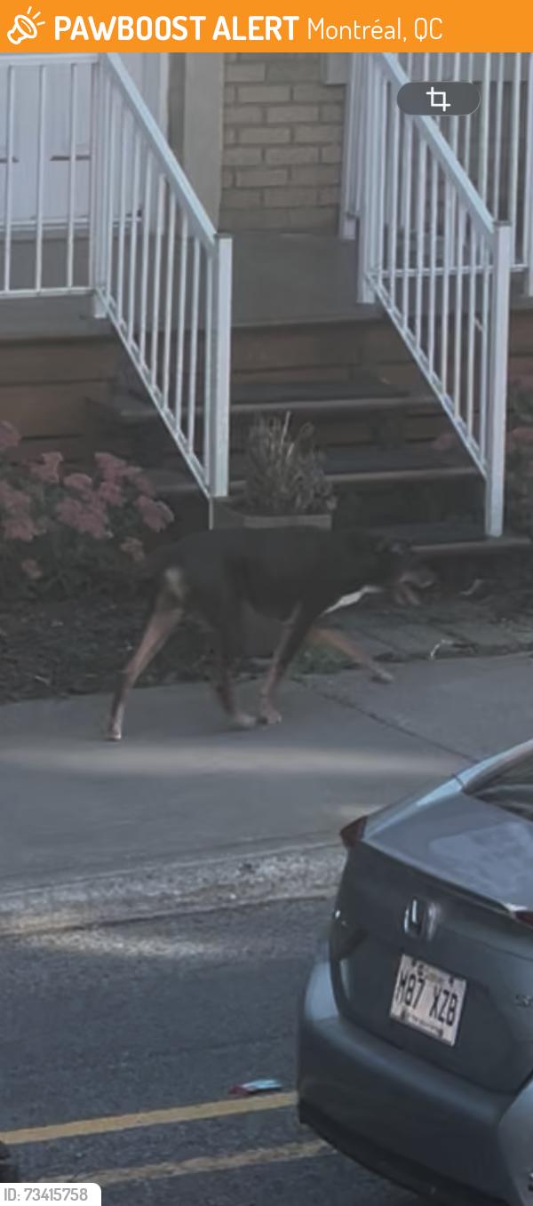 Found/Stray Unknown Dog last seen Rue fullum intersection with Rue Hochelaga, Montréal, QC 