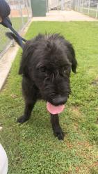 Found/Stray Male Dog last seen Queen Anne and pico, Los Angeles, CA 90019