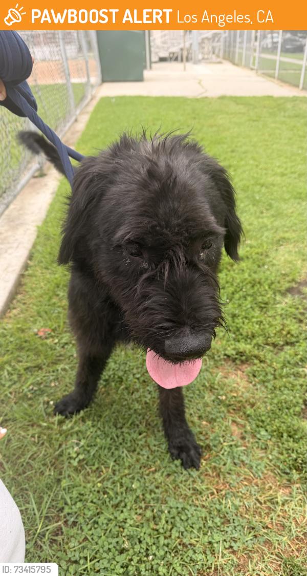 Found/Stray Male Dog last seen Queen Anne and pico, Los Angeles, CA 90019