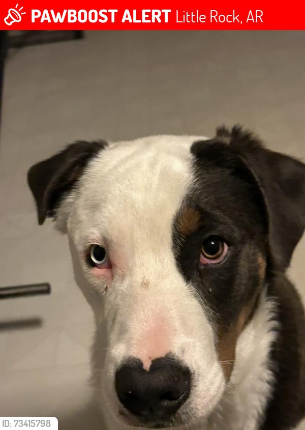 Lost Male Dog last seen Markham st and John Barrow, Little Rock, AR 72205