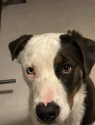 Lost Male Dog last seen Markham st and John Barrow, Little Rock, AR 72205