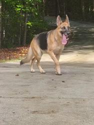 Found/Stray Female Dog last seen Cevera and sunset blvd, Walton County, GA 30052