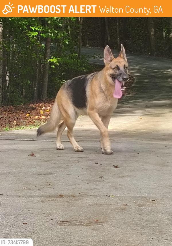 Found/Stray Female Dog last seen Cevera and sunset blvd, Walton County, GA 30052