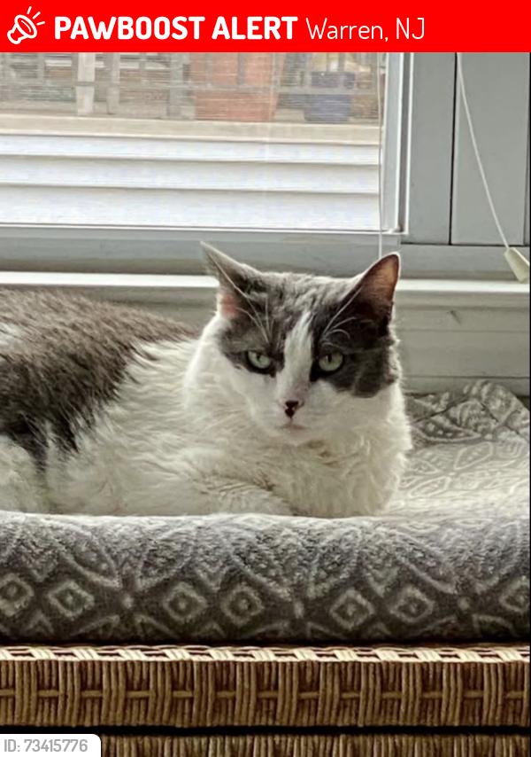 Lost Female Cat last seen Mt. Bethel and Washington Valley Rd., Warren, NJ 07059