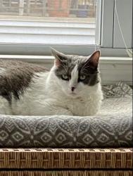 Lost Female Cat last seen Mt. Bethel and Washington Valley Rd., Warren, NJ 07059