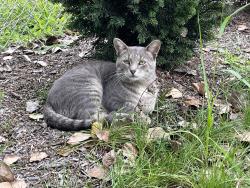 Lost Male Cat last seen West Babylon Animal hosp, West Babylon, NY 11704