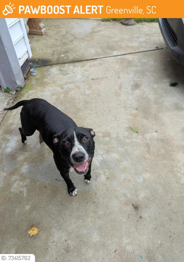 Found/Stray Female Dog last seen Rodney Street, Greenville SC, Greenville, SC 29617