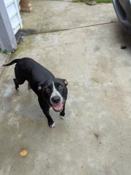 Found/Stray Female Dog last seen Rodney Street, Greenville SC, Greenville, SC 29617