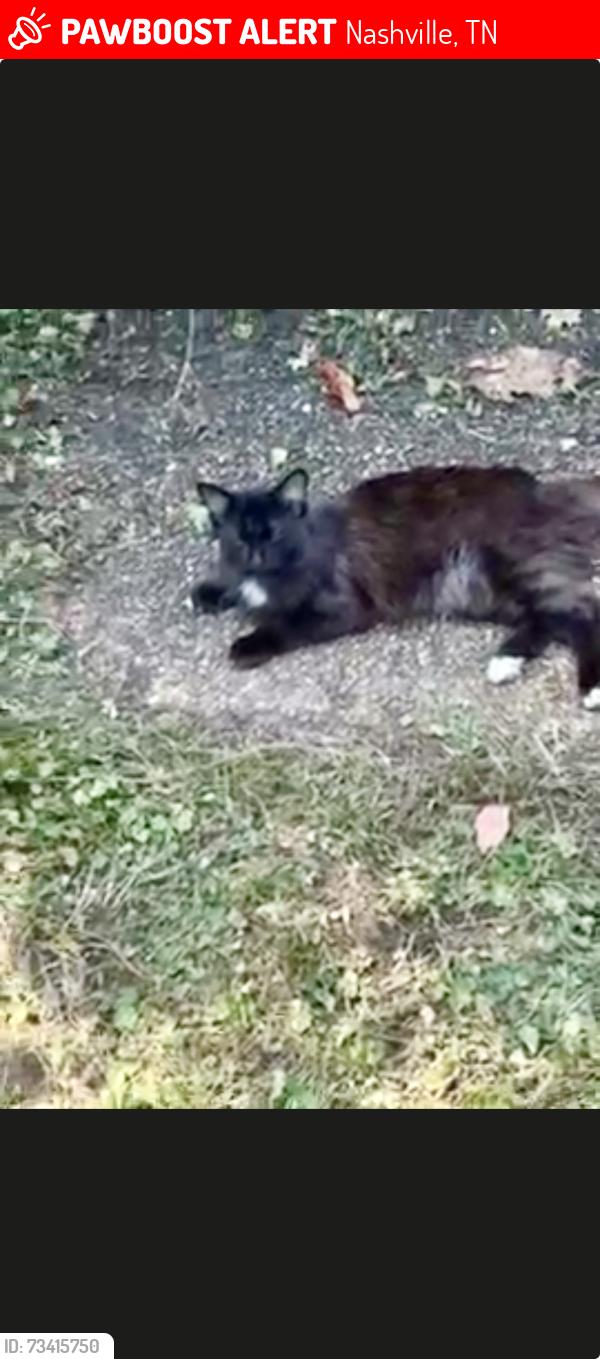 Lost Male Cat last seen Near Harding Place, Metro Animal Care Control grounds, Nashville, TN 37211