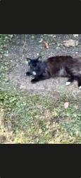 Lost Male Cat last seen Near Harding Place, Metro Animal Care Control grounds, Nashville, TN 37211