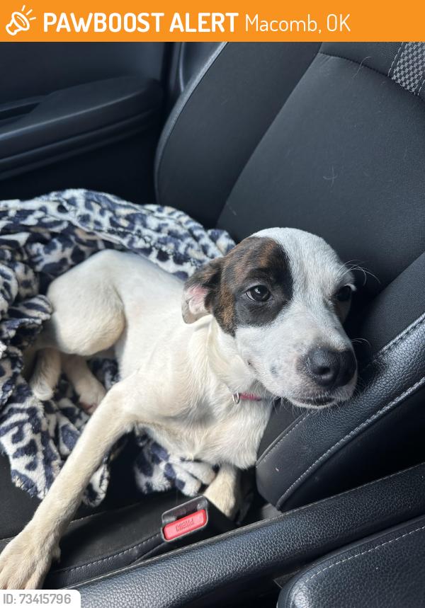 Found/Stray Female Dog last seen Anderson rd and Gaddy Rd, Macomb, OK 74852