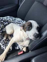 Found/Stray Female Dog last seen Anderson rd and Gaddy Rd, Macomb, OK 74852
