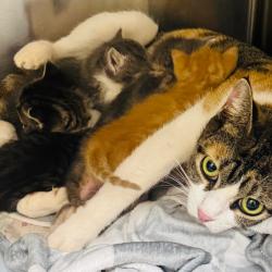 Shelter Stray Female Cat last seen , 5570 Sturmer Park Cir, Winston-Salem, NC 27105, USA