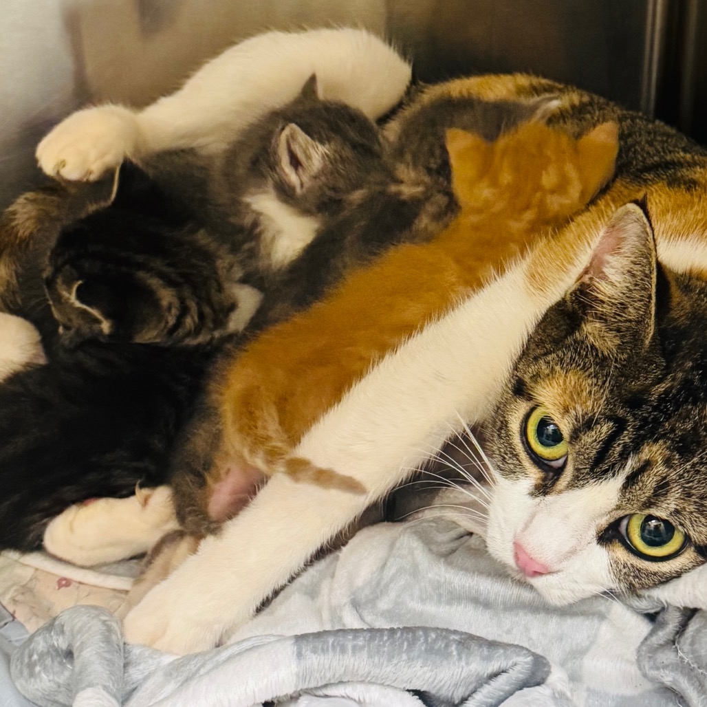 Shelter Stray Female Cat last seen , 5570 Sturmer Park Cir, Winston-Salem, NC 27105, USA
