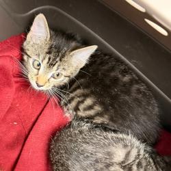 Shelter Stray Unknown Cat last seen , Animal Care & Control Team of Philly, 111 W Hunting Park Ave, Philadelphia, PA 19140, USA